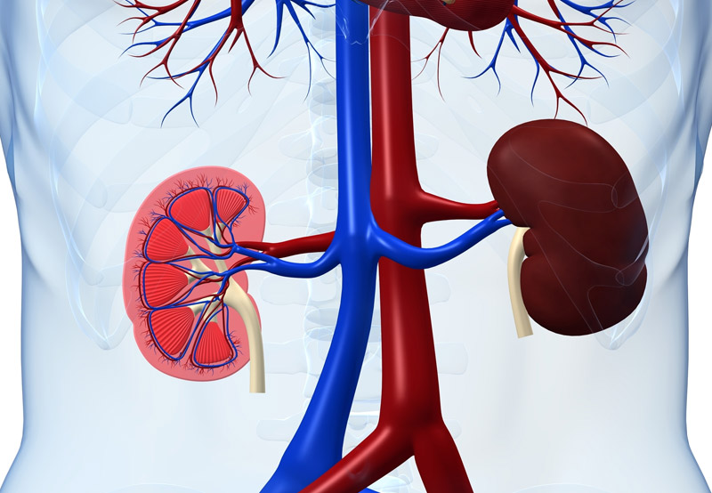 kidney-anatomy