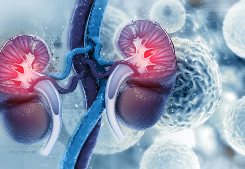 kidney-cross-section-best-urologist-in-Los-Angeles