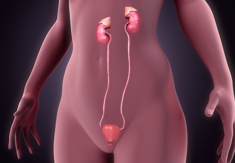 ureter-cancer-anatomy