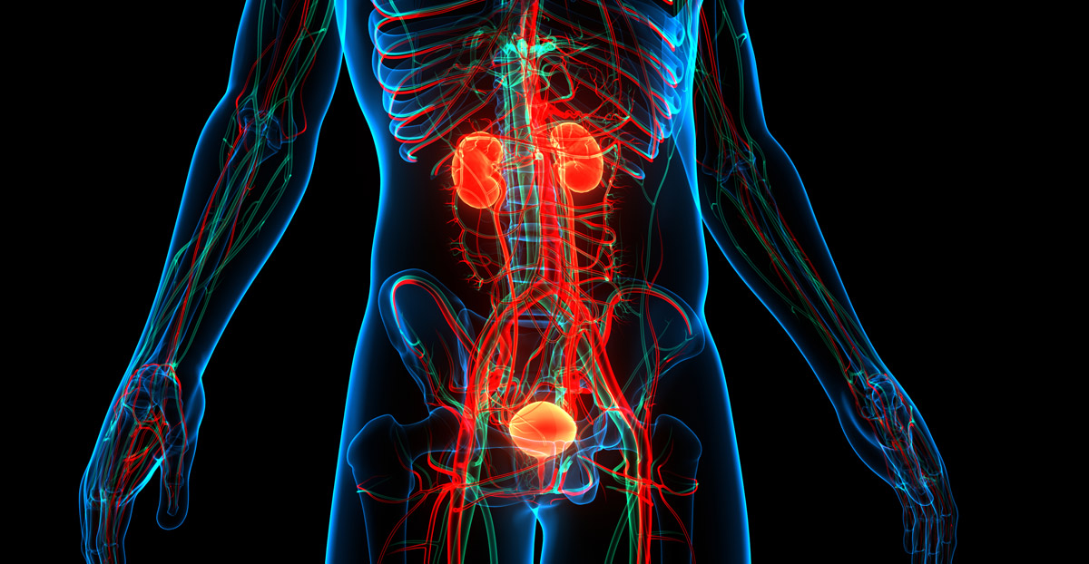 Illustration-of-the-human-urinary-system